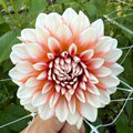 A la Mode Dahlia Tuber