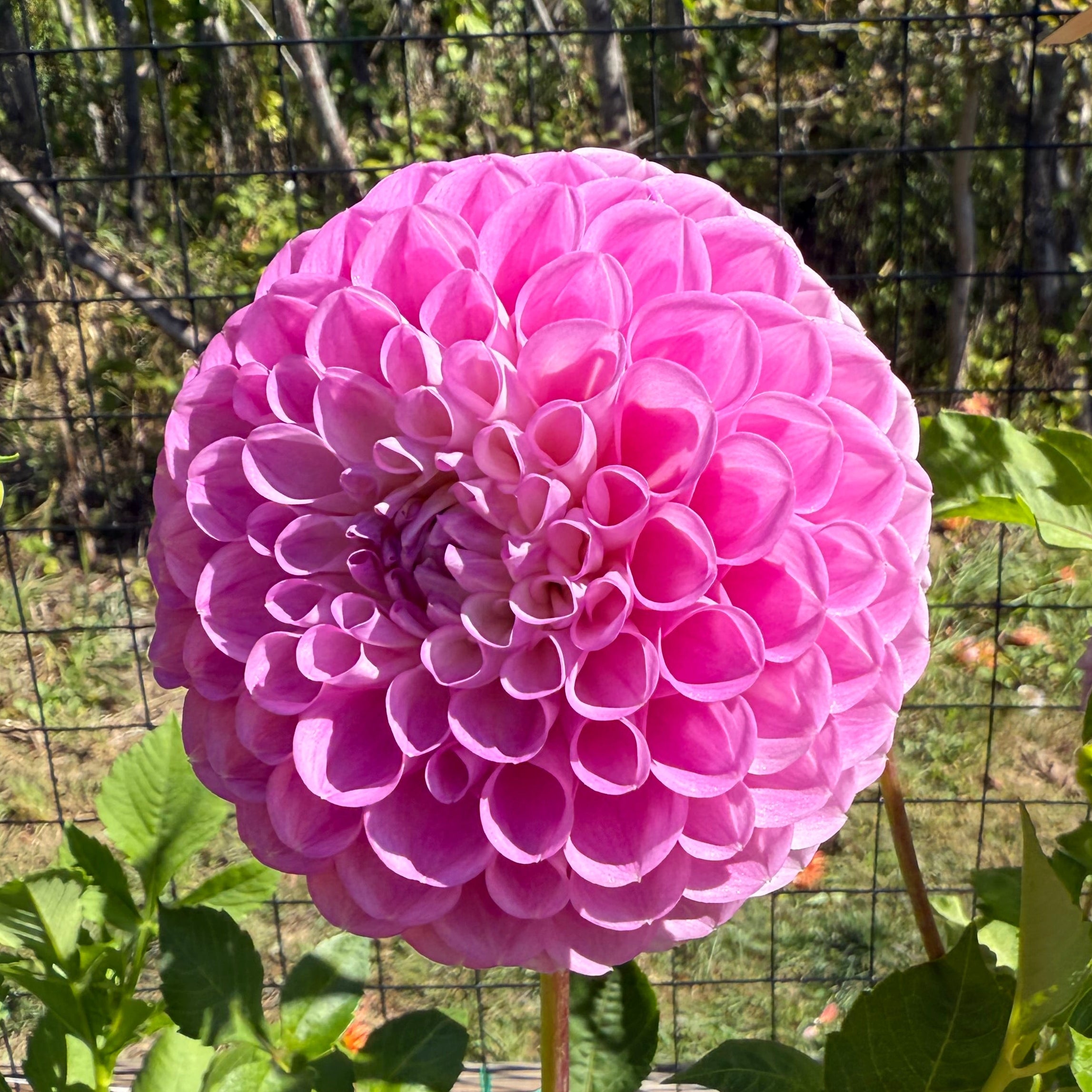 20th Ave Old Major Dahlia Tuber