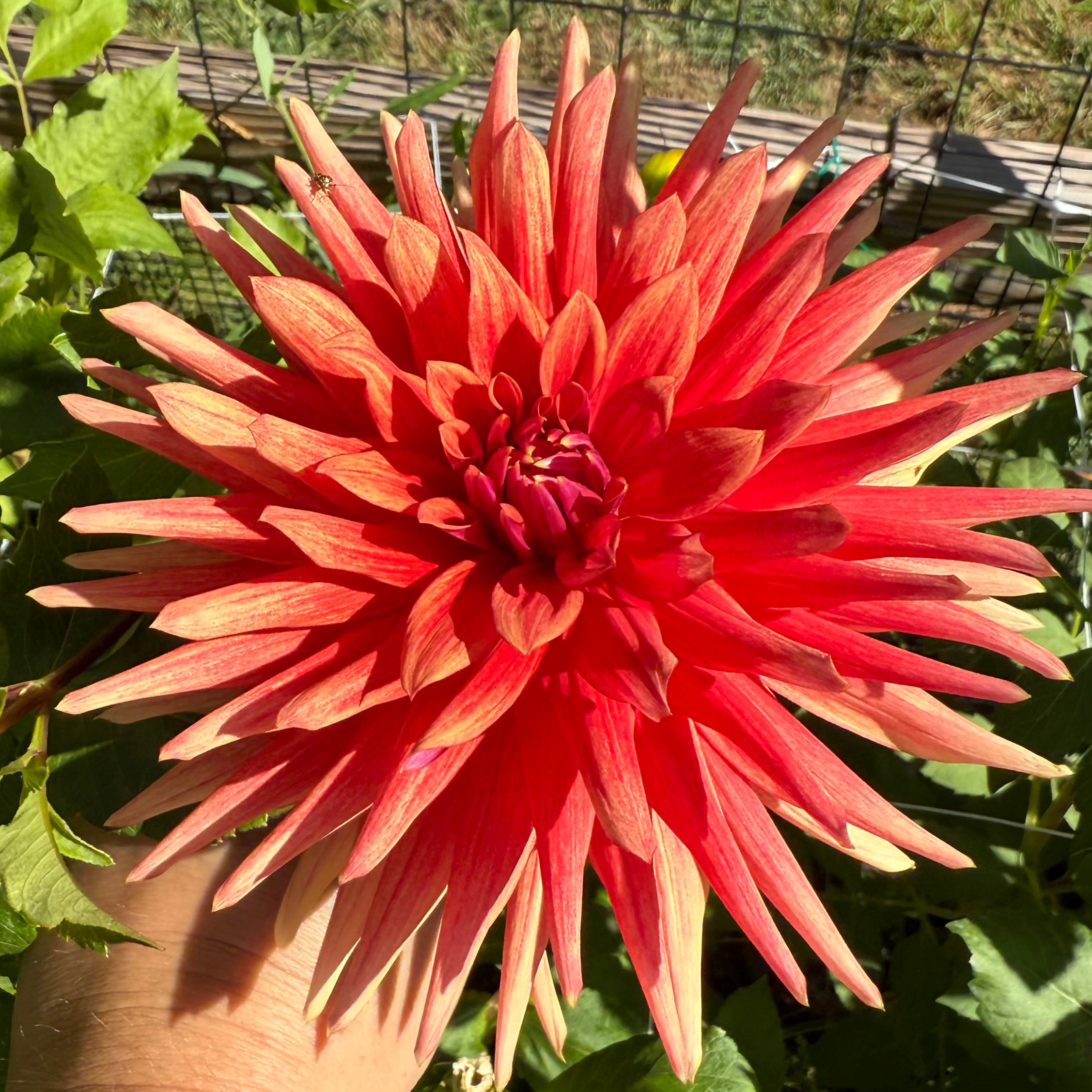 Good Day Dahlia Tuber