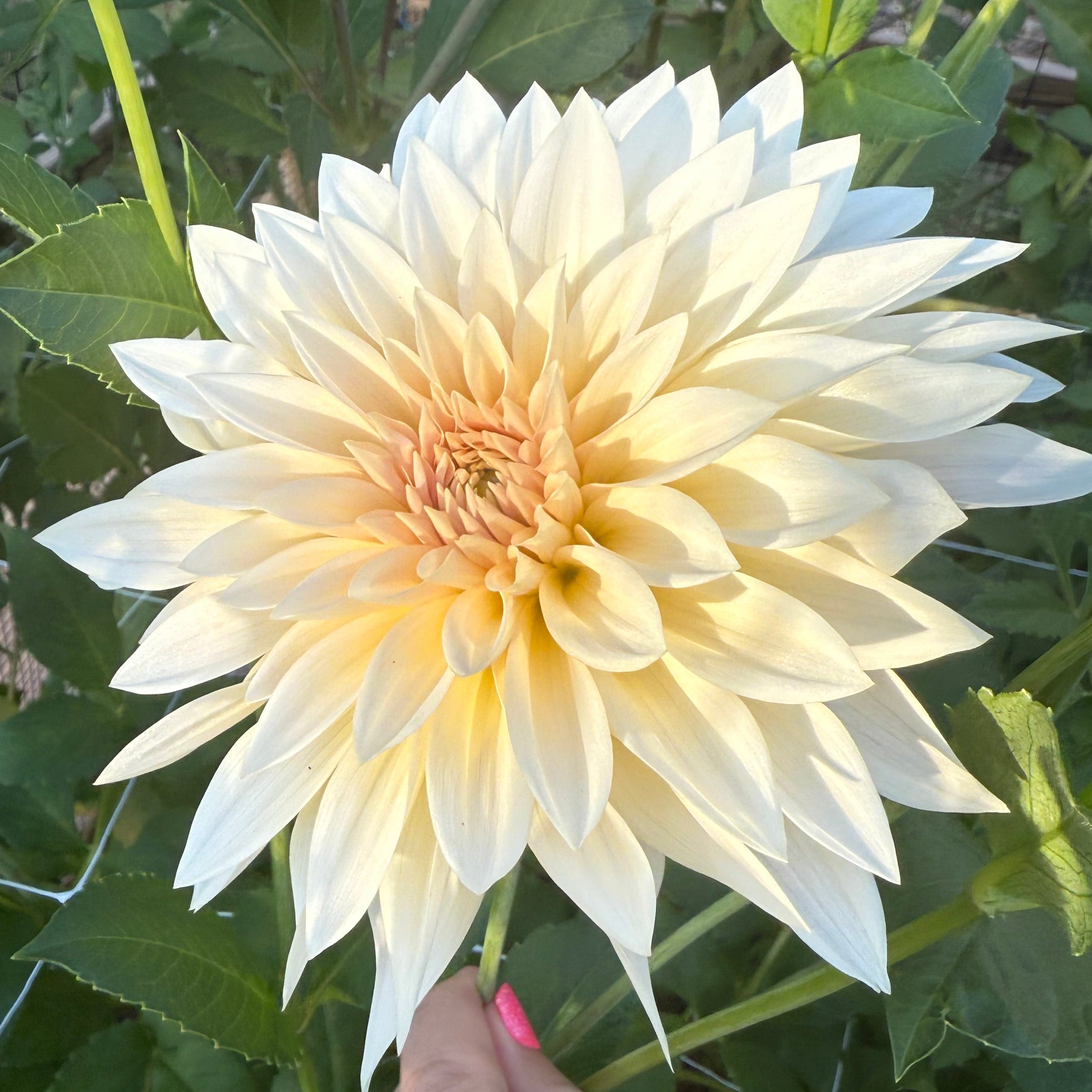 Cafe Au Lait Mini Dahlia Tuber, aka Jolene