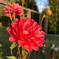 Hollyhill Daydream Dahlia Tuber