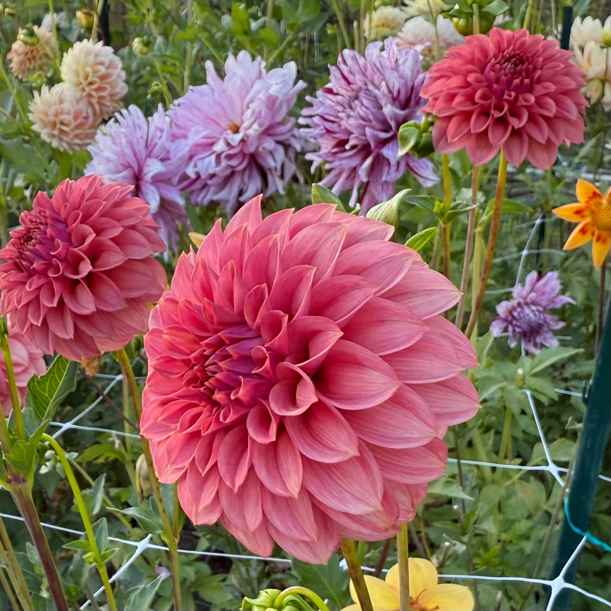 Keltie Rose Dahlia Tuber