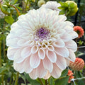 Last Dance Dahlia Tuber