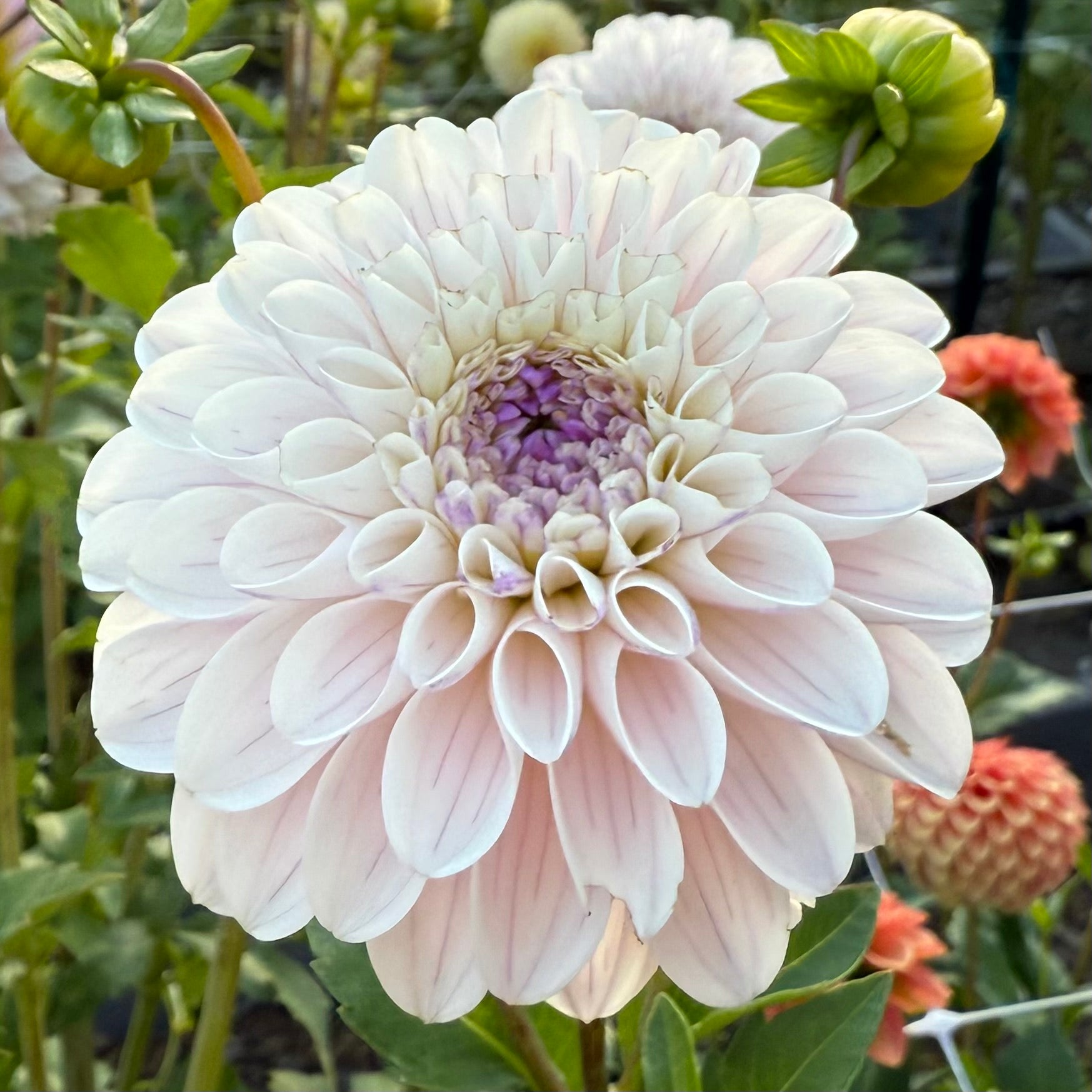 Last Dance Dahlia Tuber