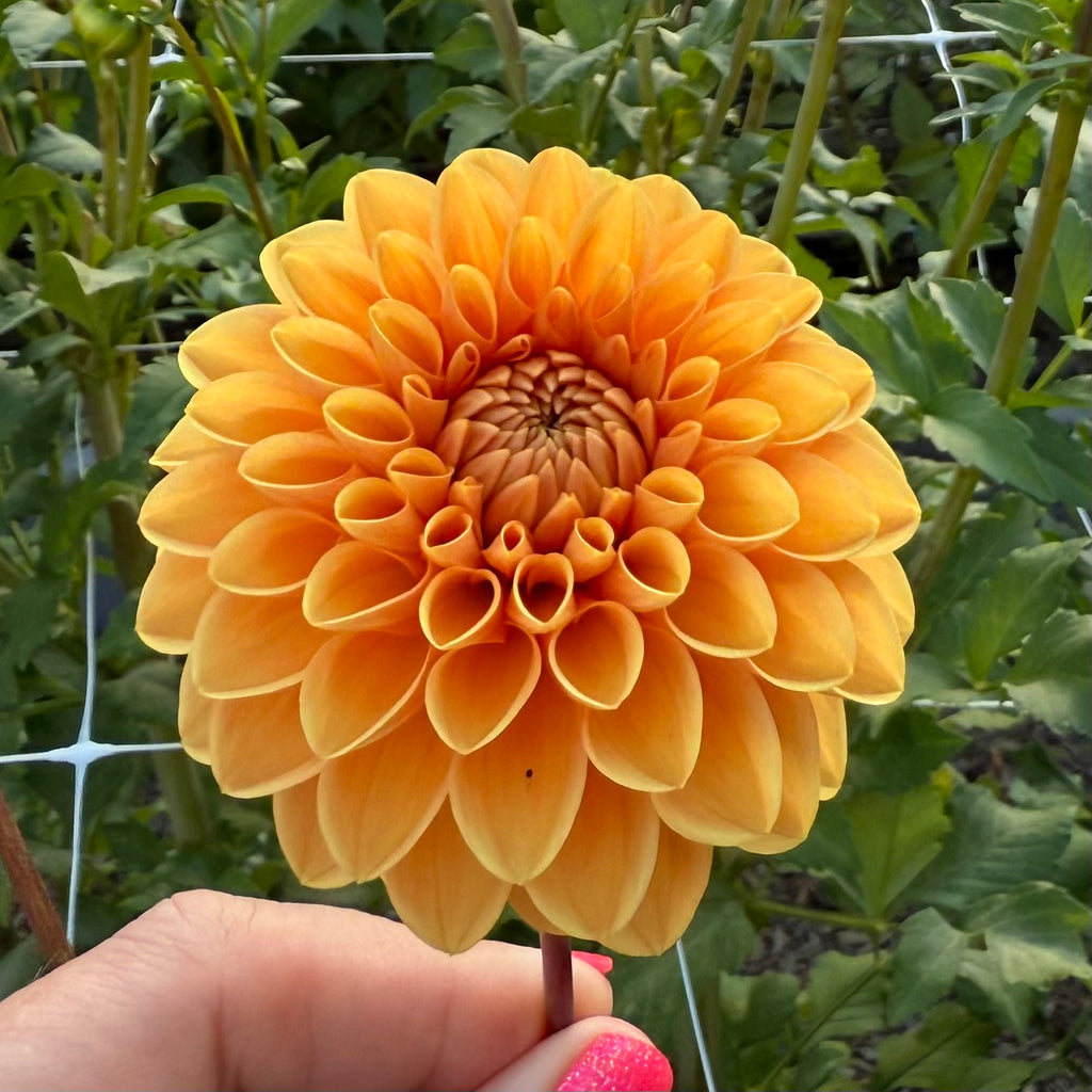 Jowey Linda Dahlia Tuber