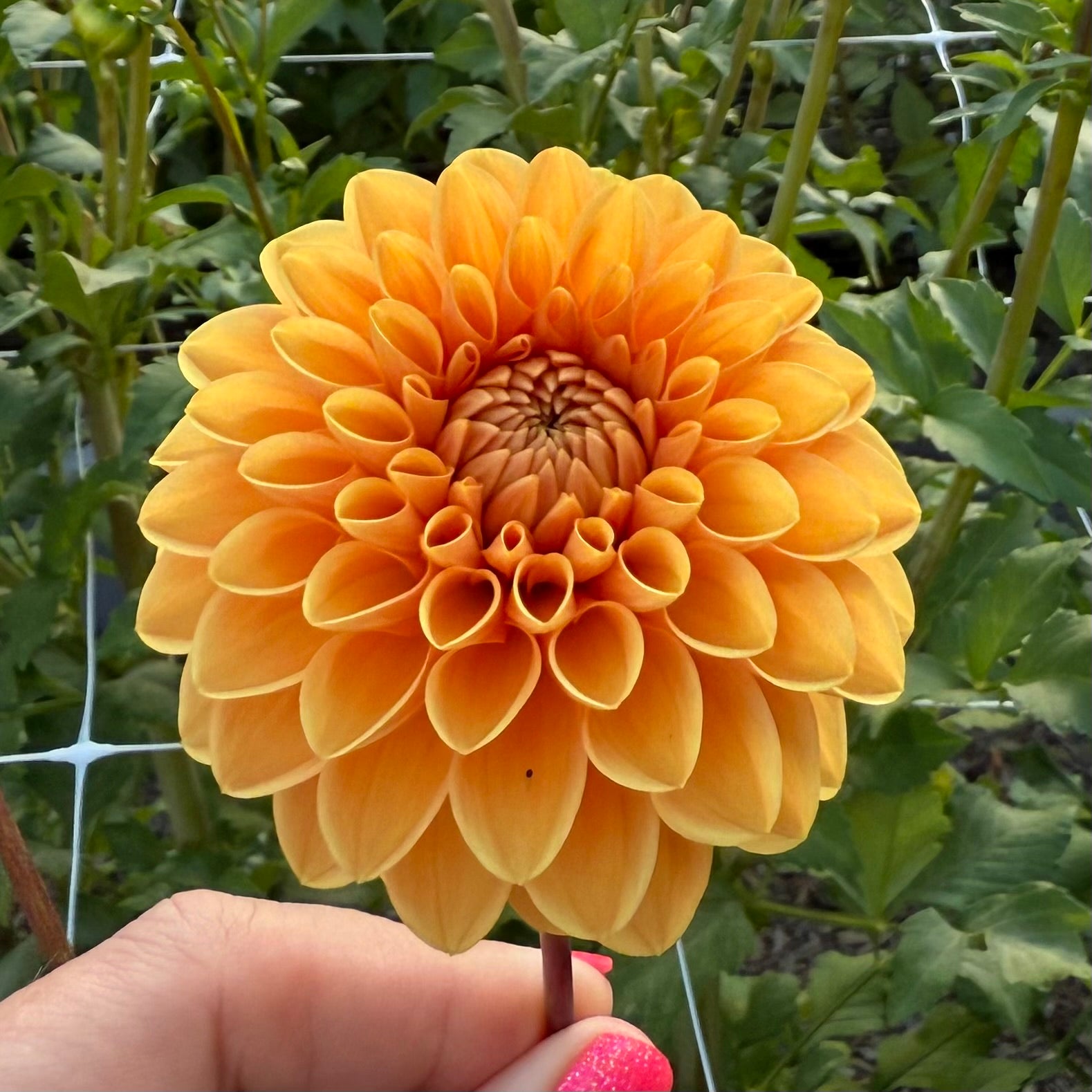 Jowey Linda Dahlia Tuber