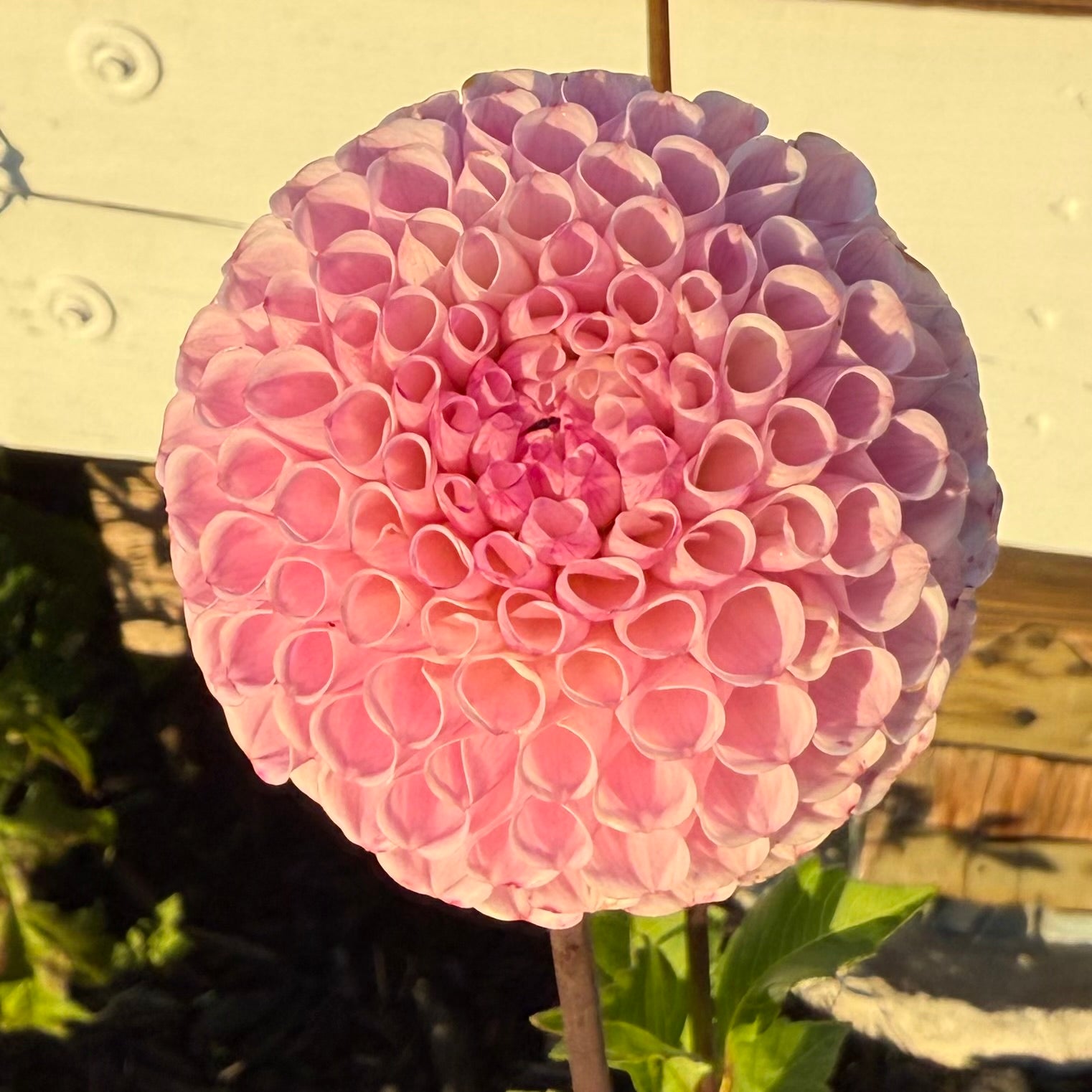 Fifi Dahlia Tuber