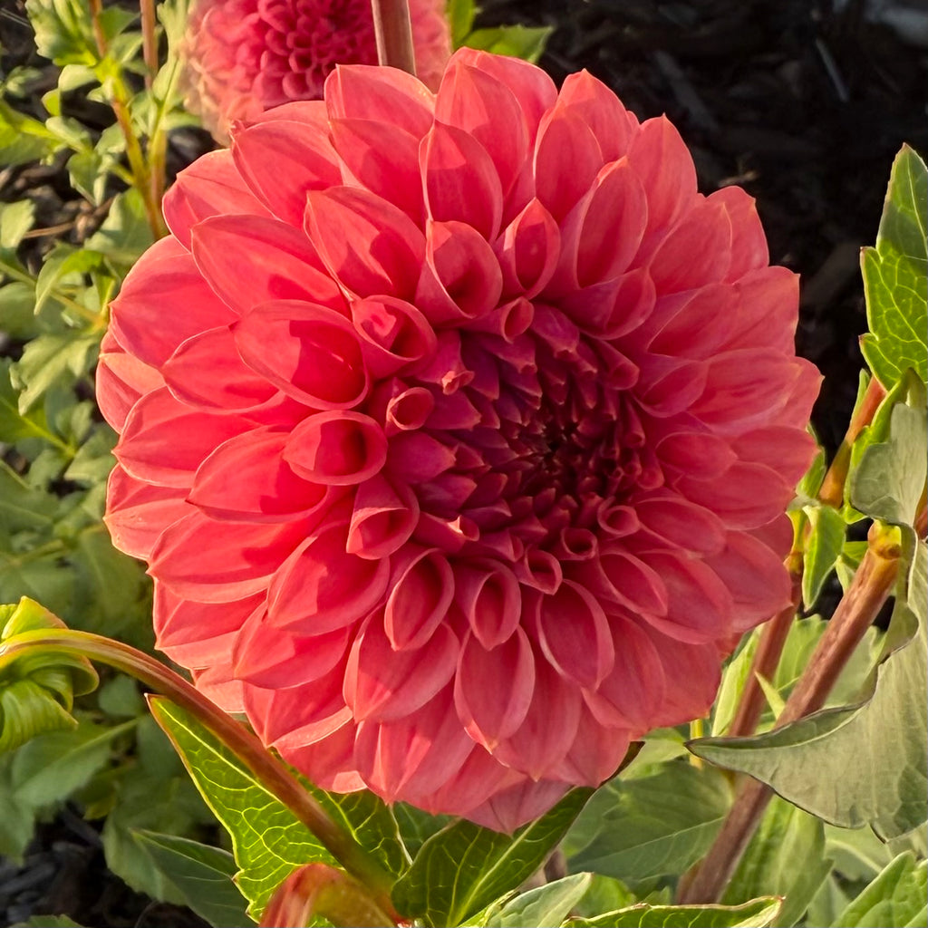 Keltie Rose Dahlia Tuber