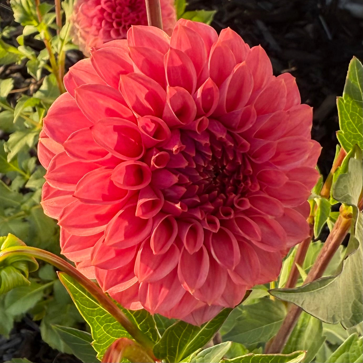 Keltie Rose Dahlia Tuber