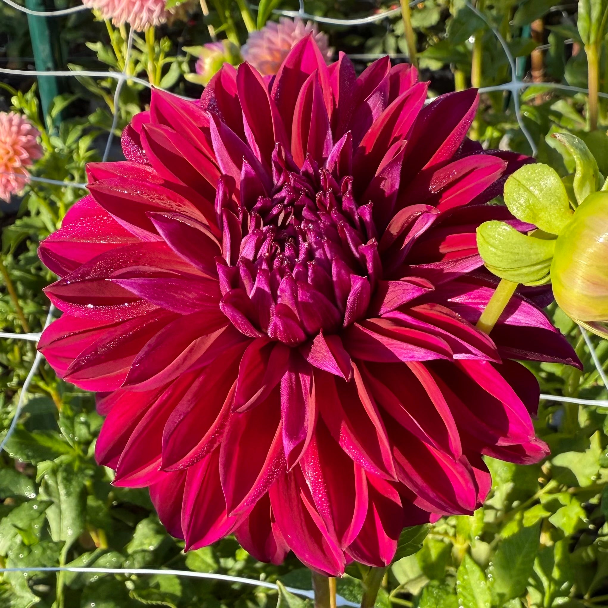 Diva Dahlia SMALL Tuber