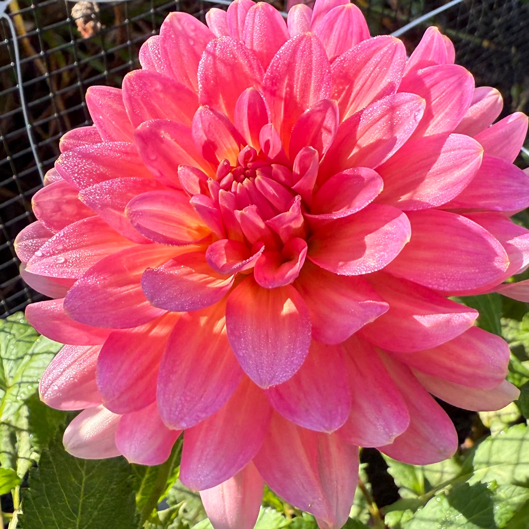 Flamingo Dahlia Tuber