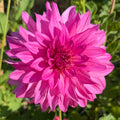 I'm a Hottie Dahlia Tuber