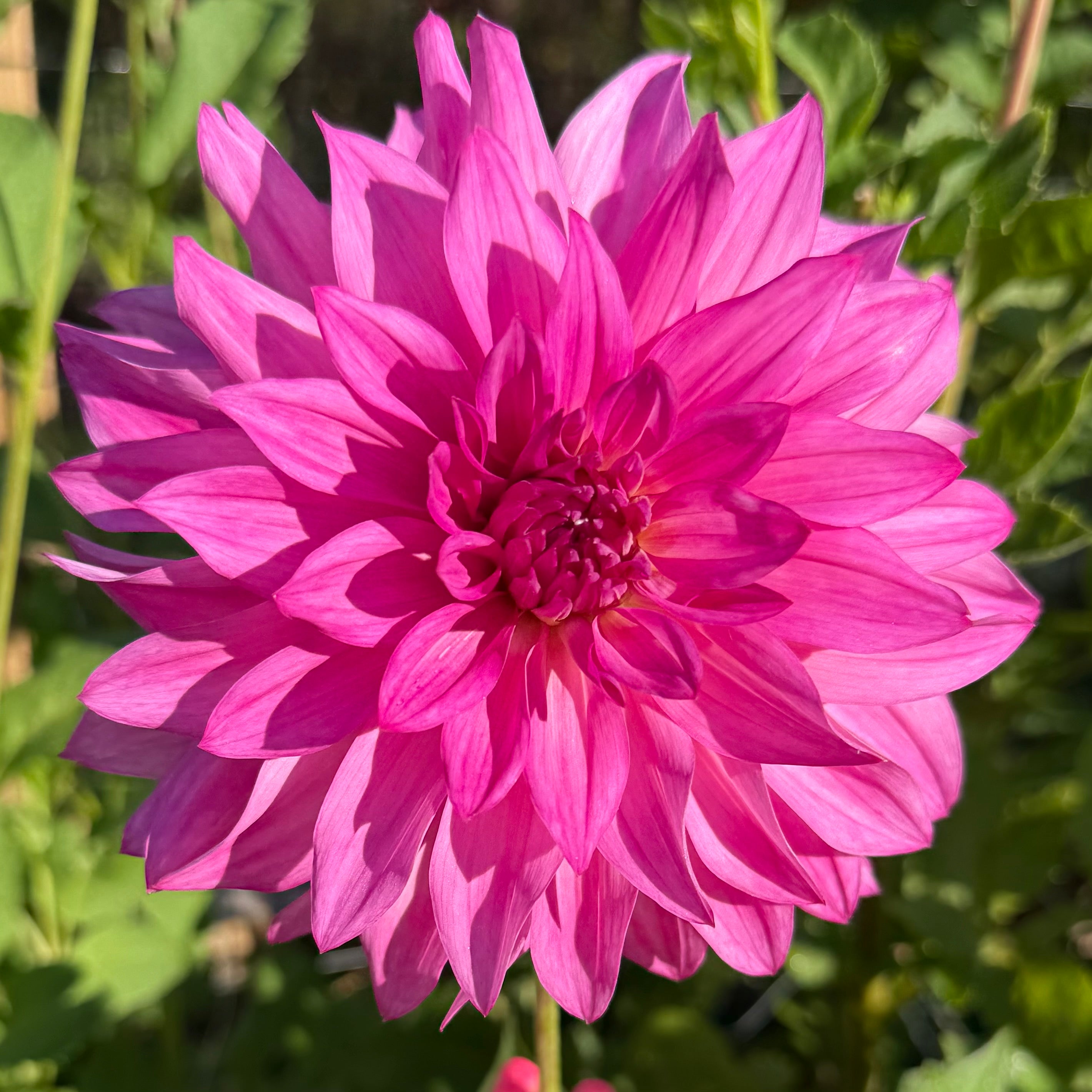 I'm a Hottie Dahlia Tuber