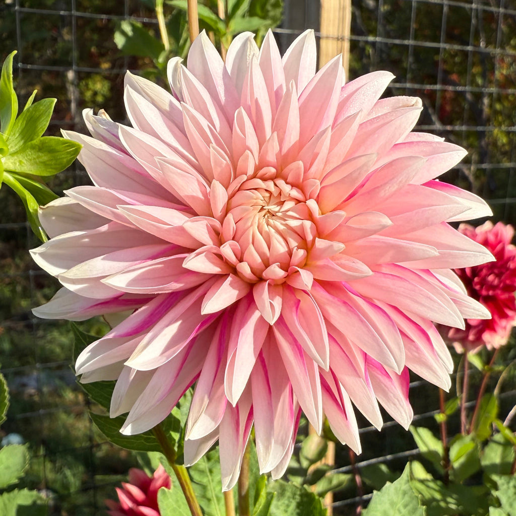 Budapest Blush Dahlia Tuber