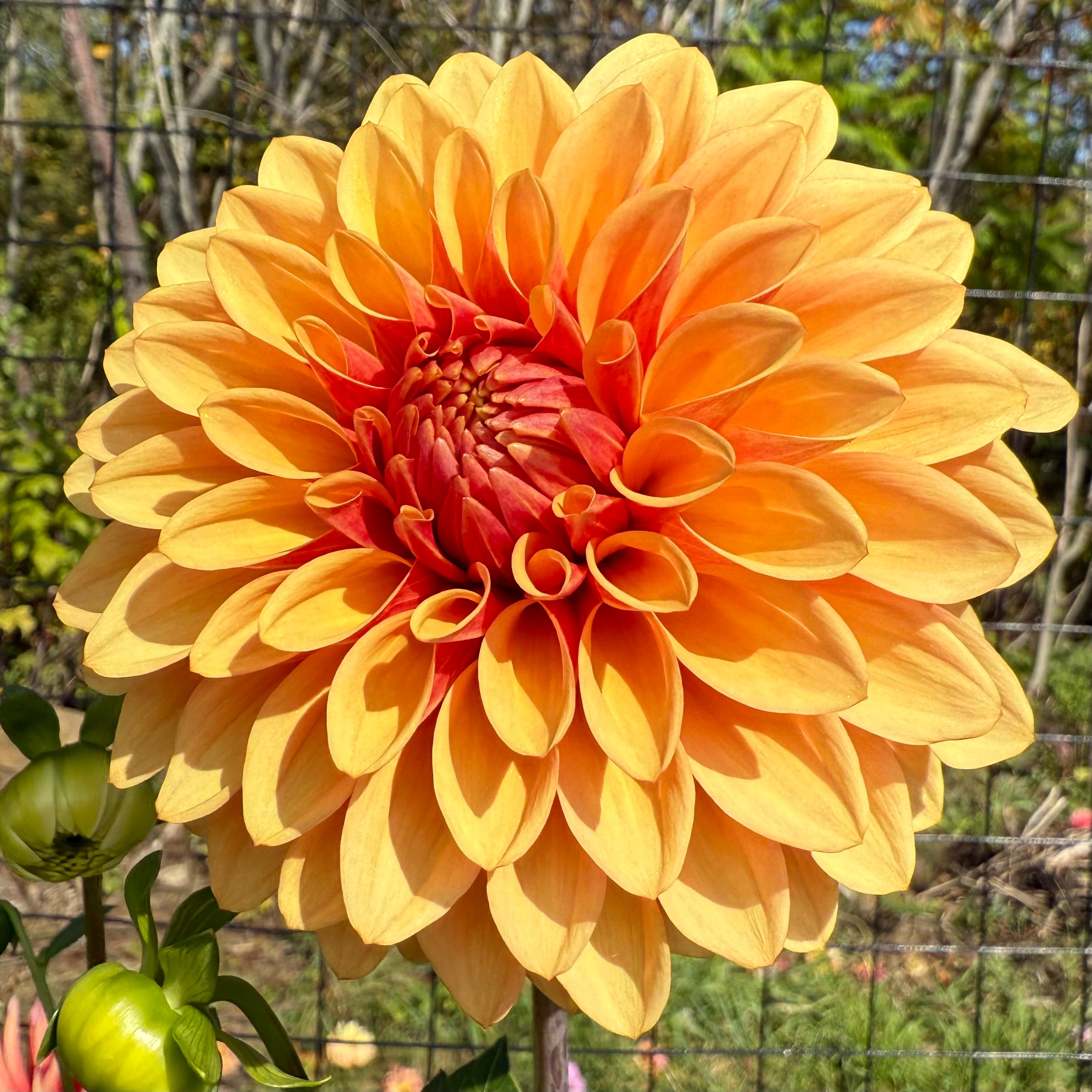 DC Solstice Sunrise Dahlia Tuber