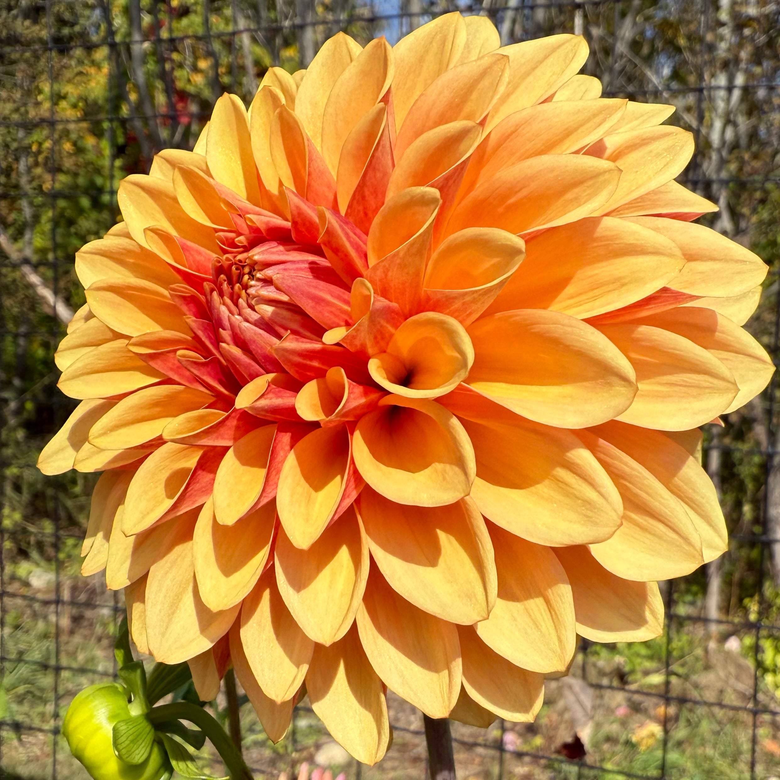 DC Solstice Sunrise Dahlia Tuber