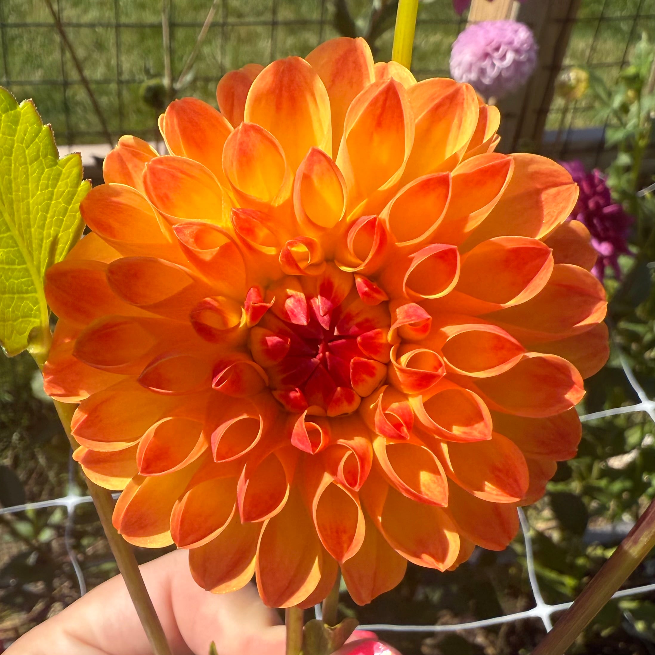 Jowey Chantal Dahlia Tuber