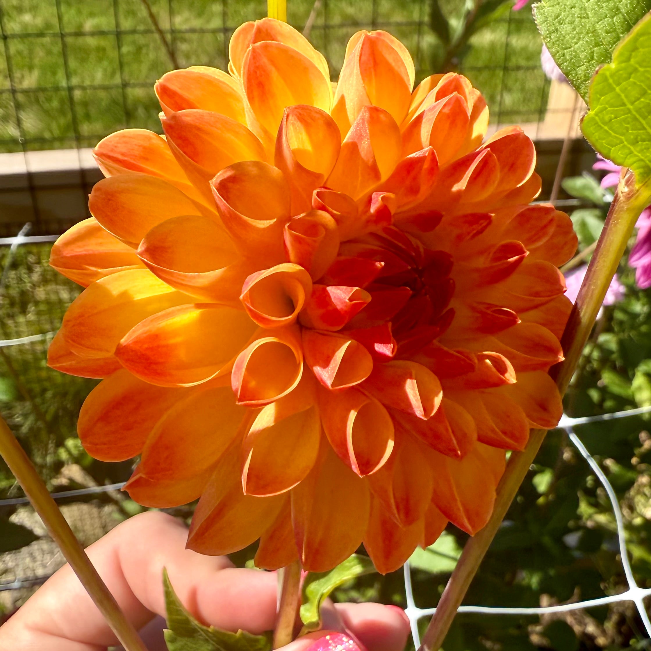Jowey Chantal Dahlia Tuber