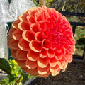 Blood Orange Dahlia Tuber