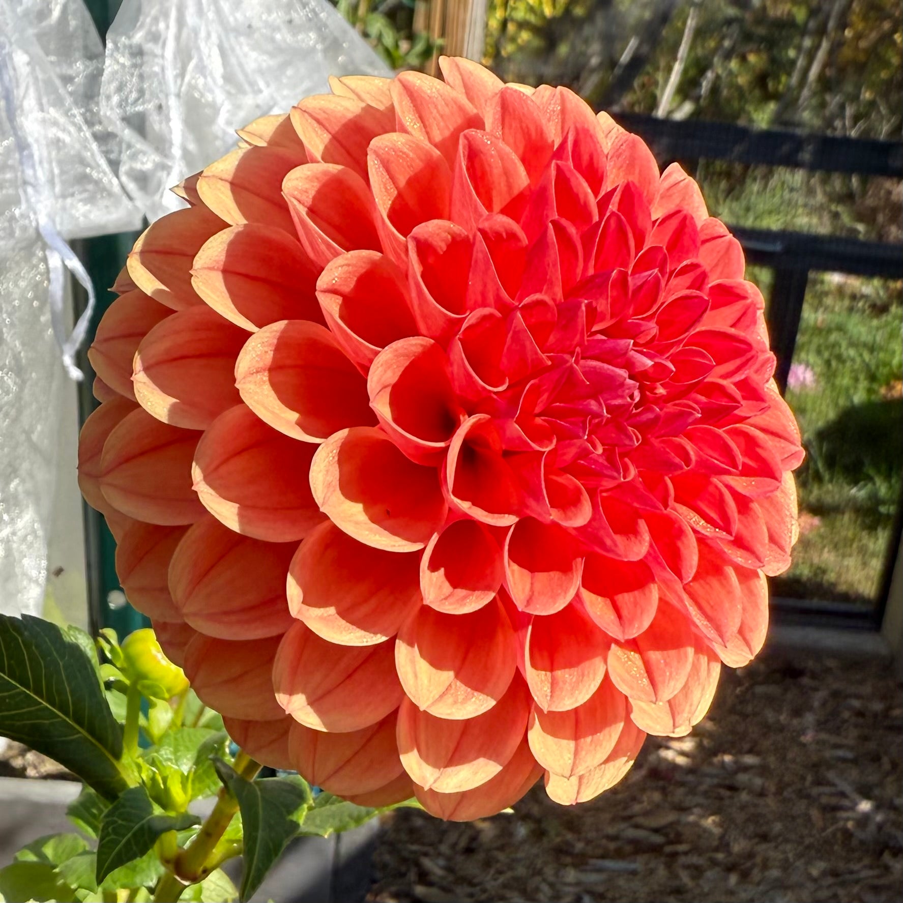 Blood Orange Dahlia Tuber