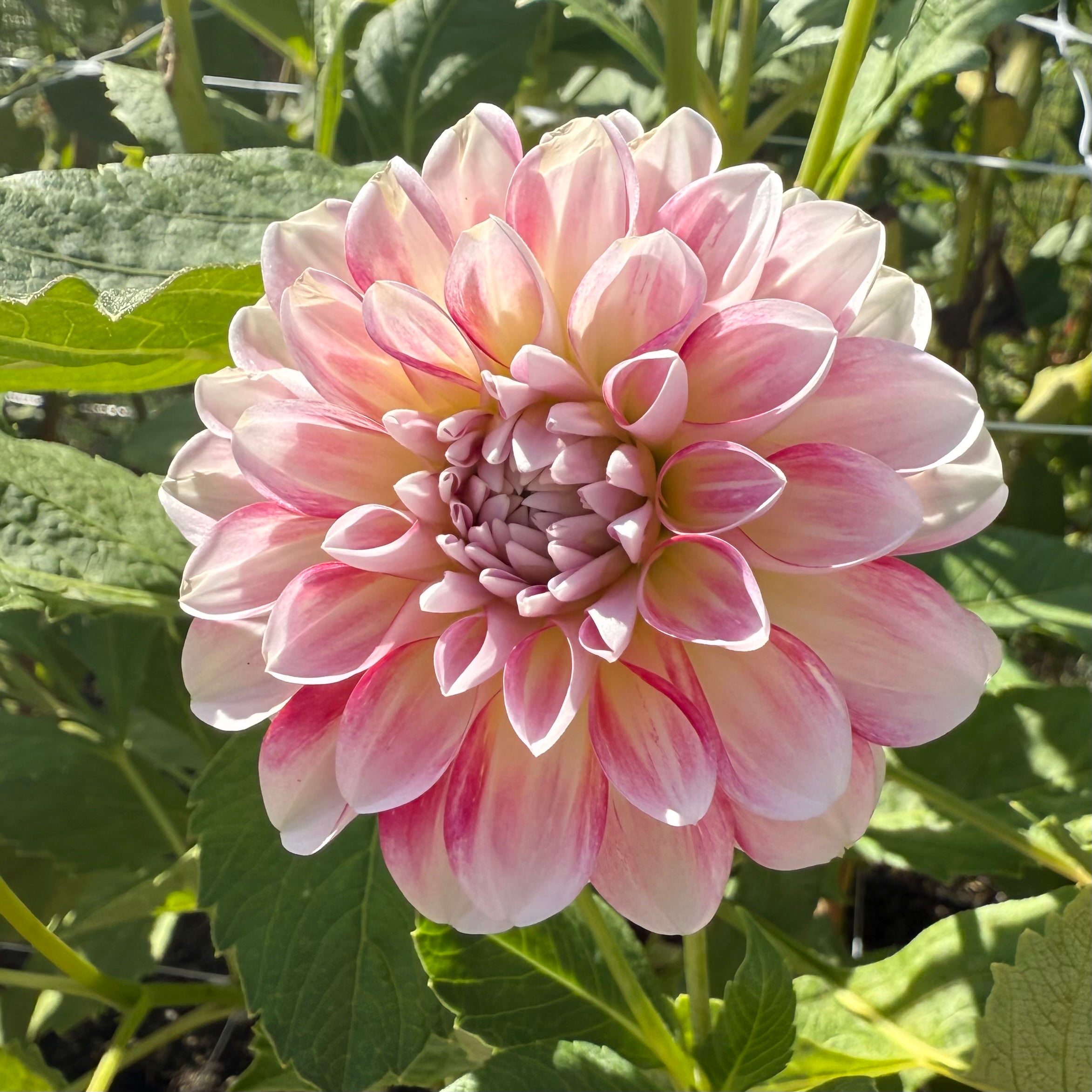 Hawaii Dahlia Tuber