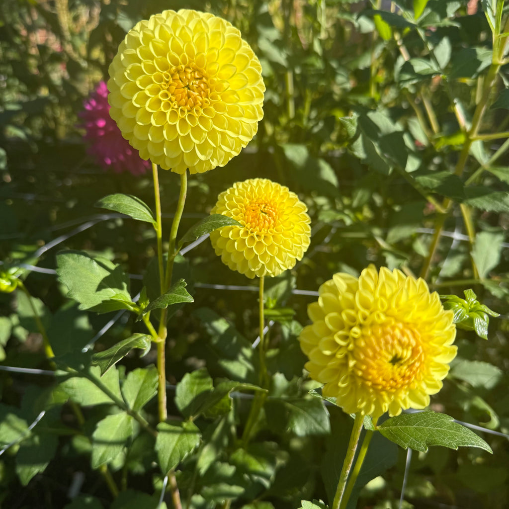 Hollyhill Golden Boy Dahlia Tuber
