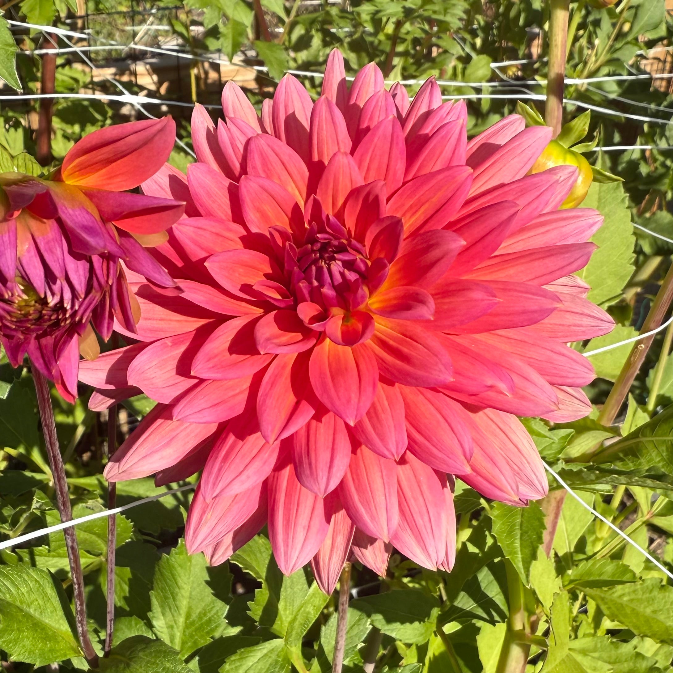Fire Magic Dahlia Tuber