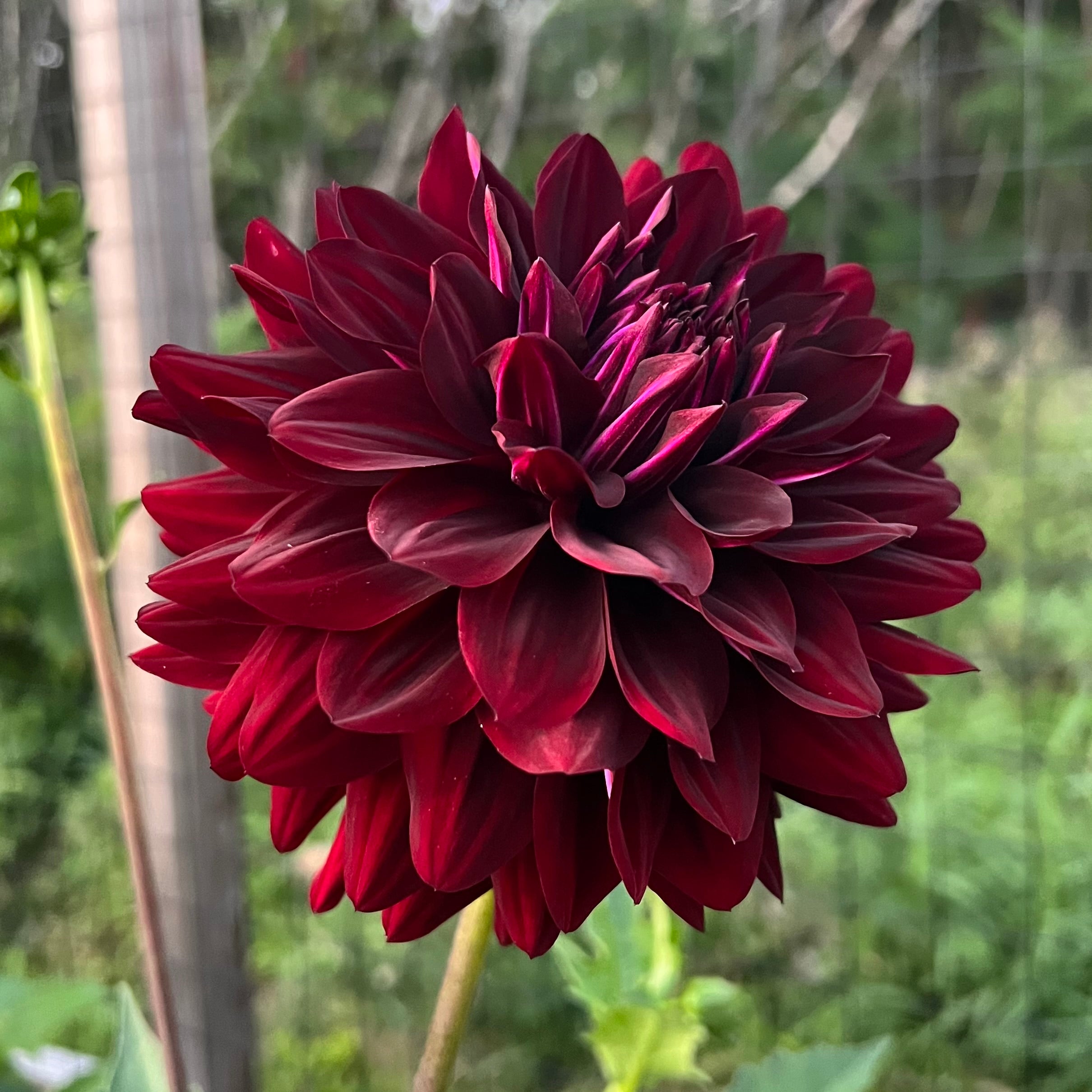 Hollyhill Black Beauty Dahlia Tuber