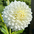 Blizzard Dahlia Tuber