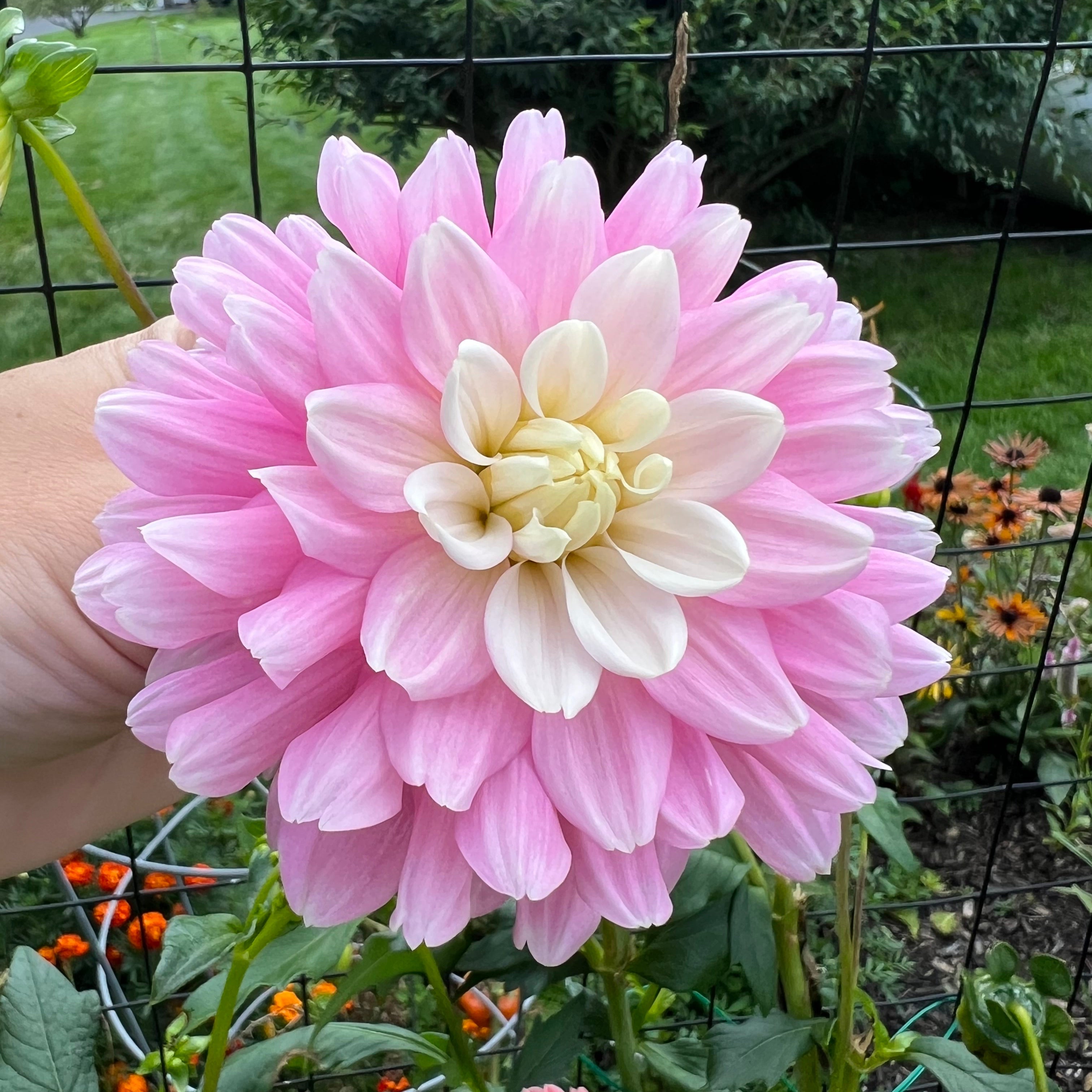 Chilson's Pride Dahlia Tuber