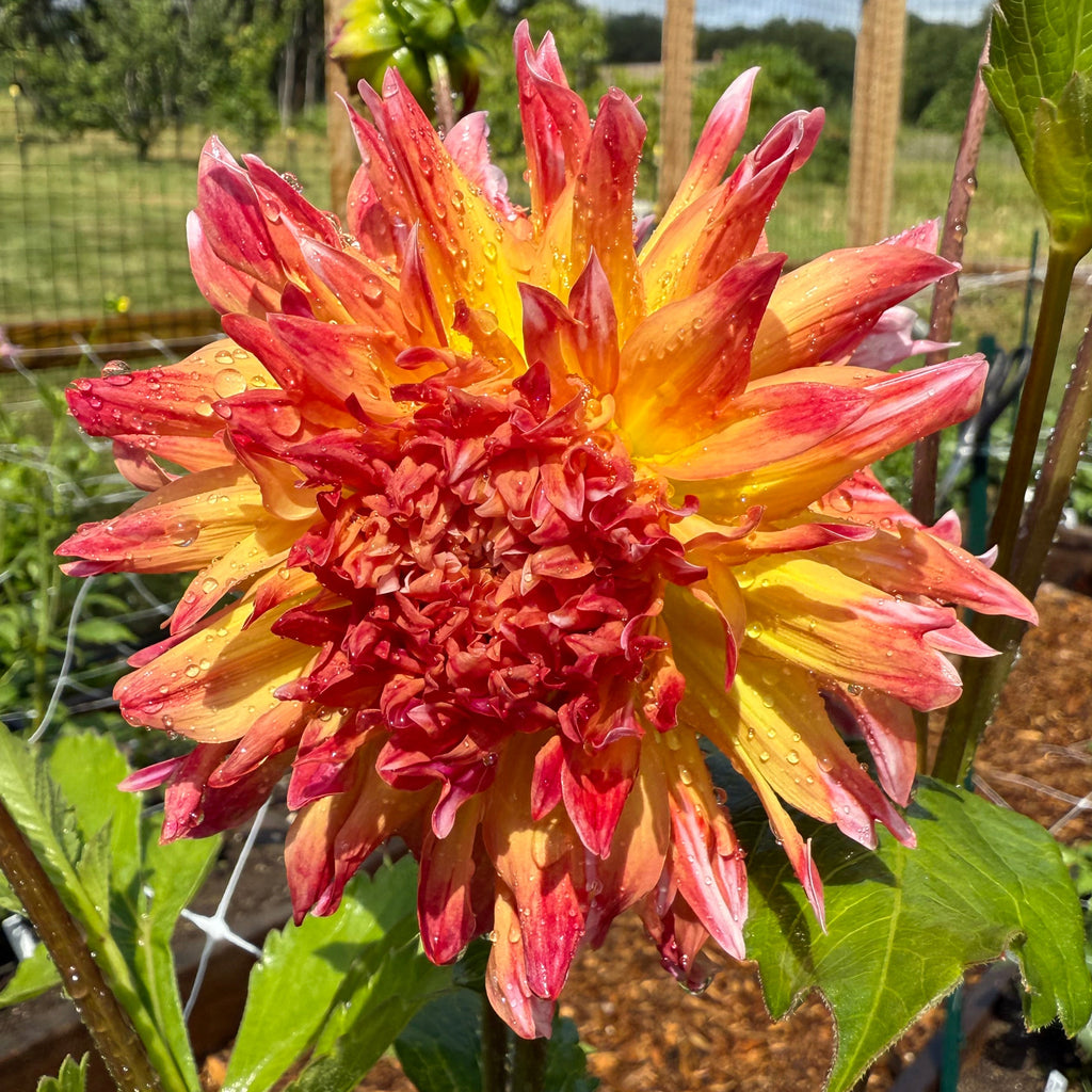 Bloomquist Amazing Dahlia Tuber