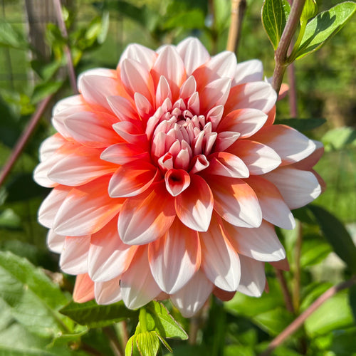 A la Mode Dahlia Tuber