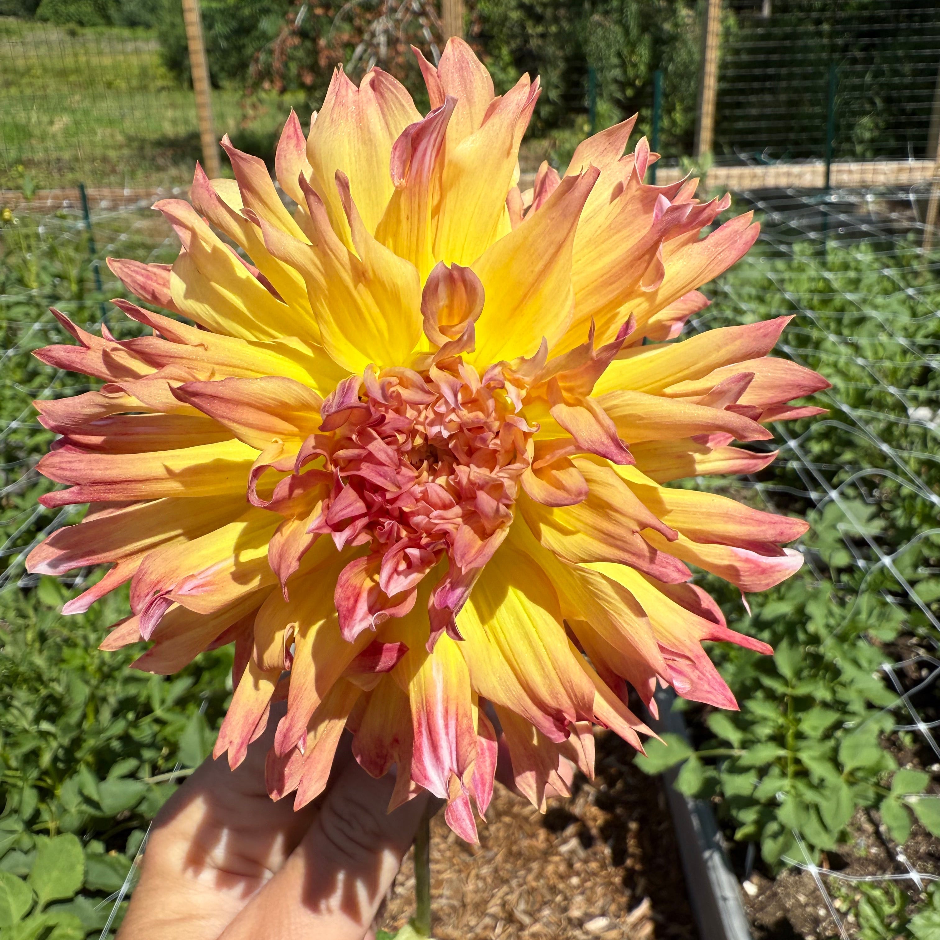 Bloomquist Amazing Dahlia Tuber