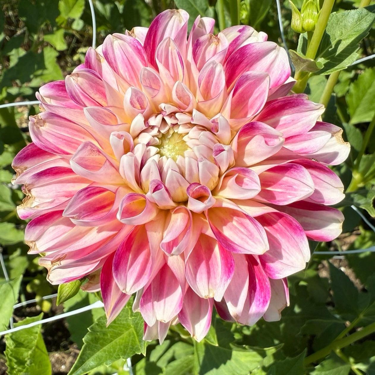 Hawaii Dahlia Tuber