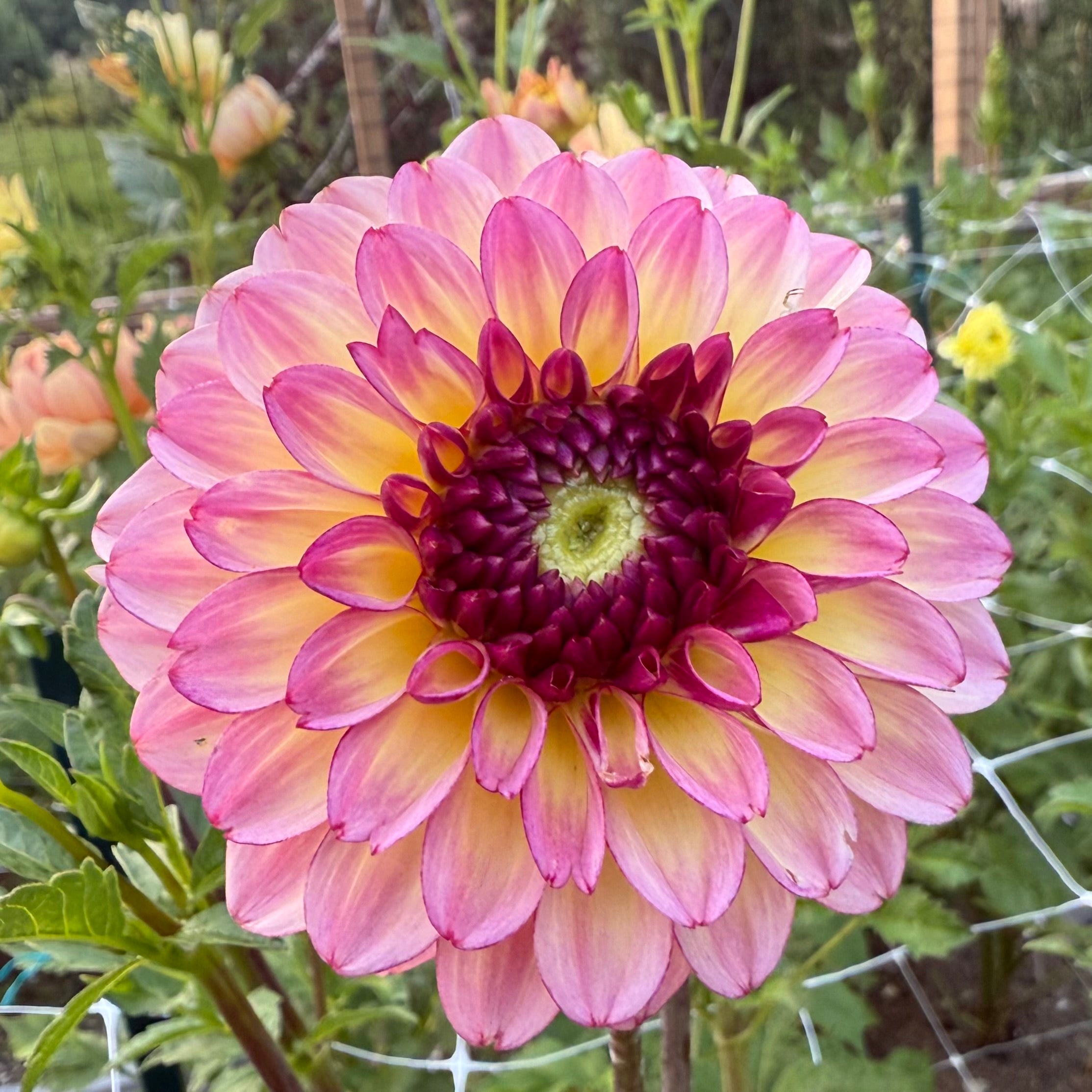 Foxy Lady Dahlia Tuber