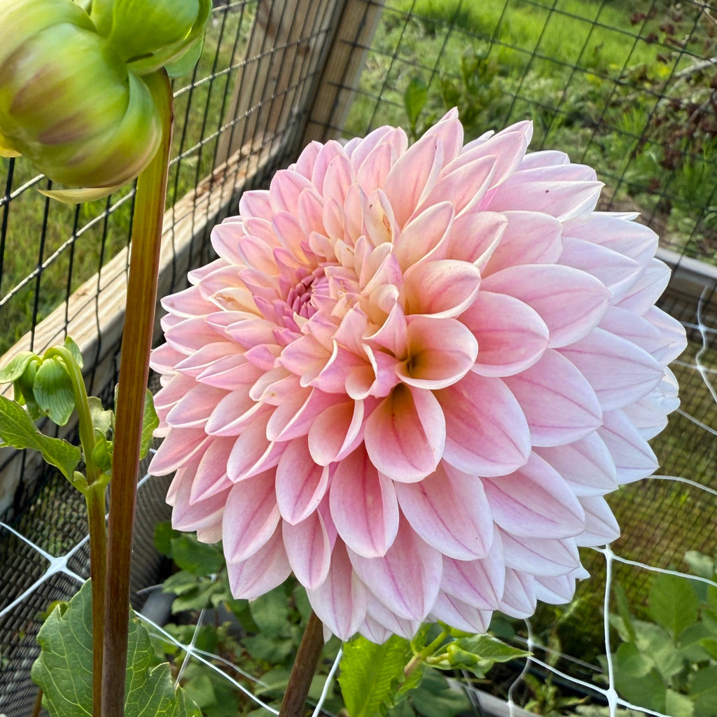 Castle Drive Dahlia Tuber