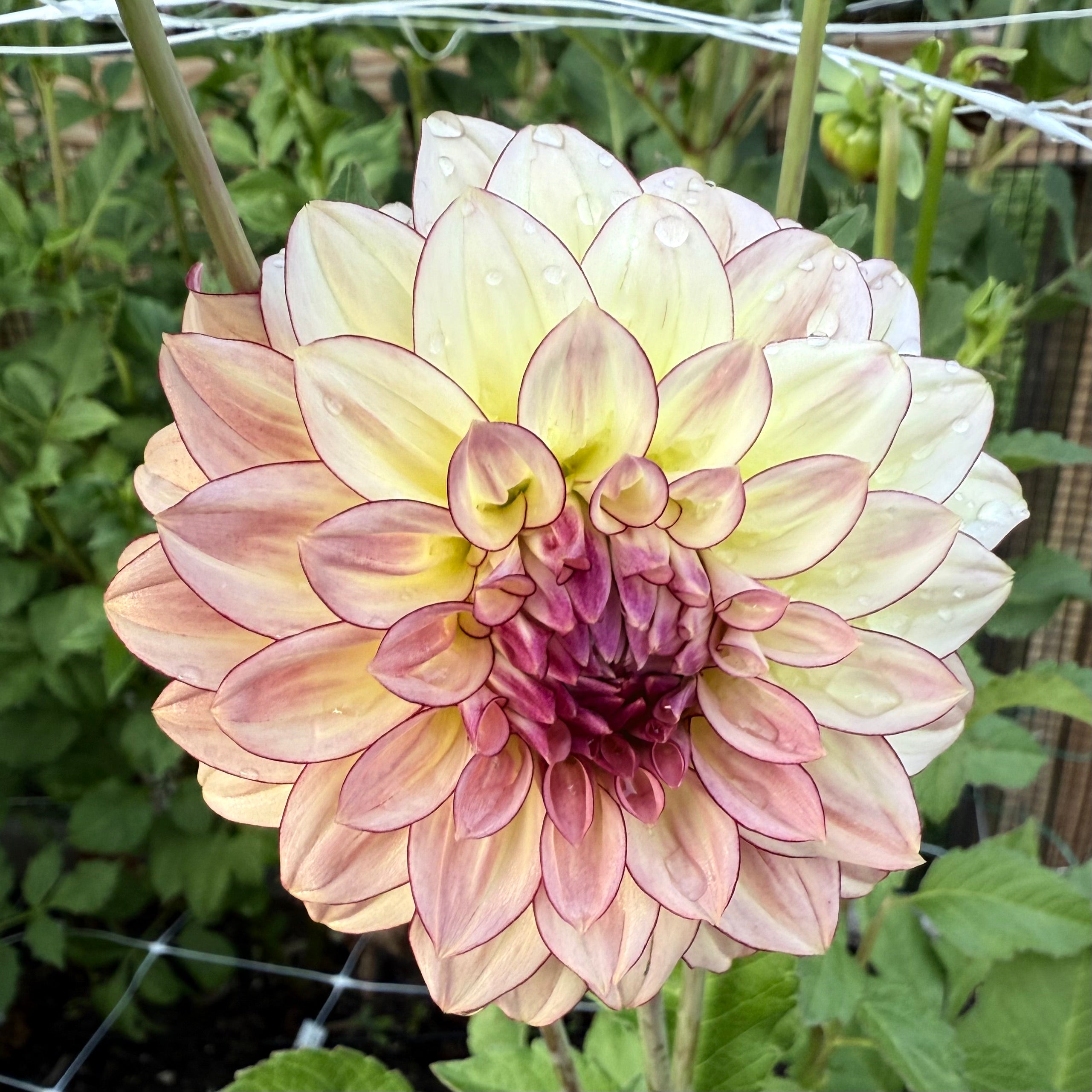 Mocha Katie Dahlia Tuber