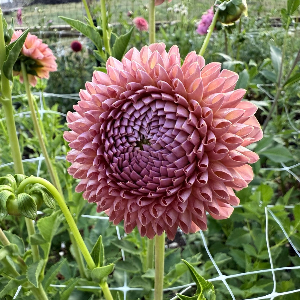 Jowey Paula Dahlia Tuber