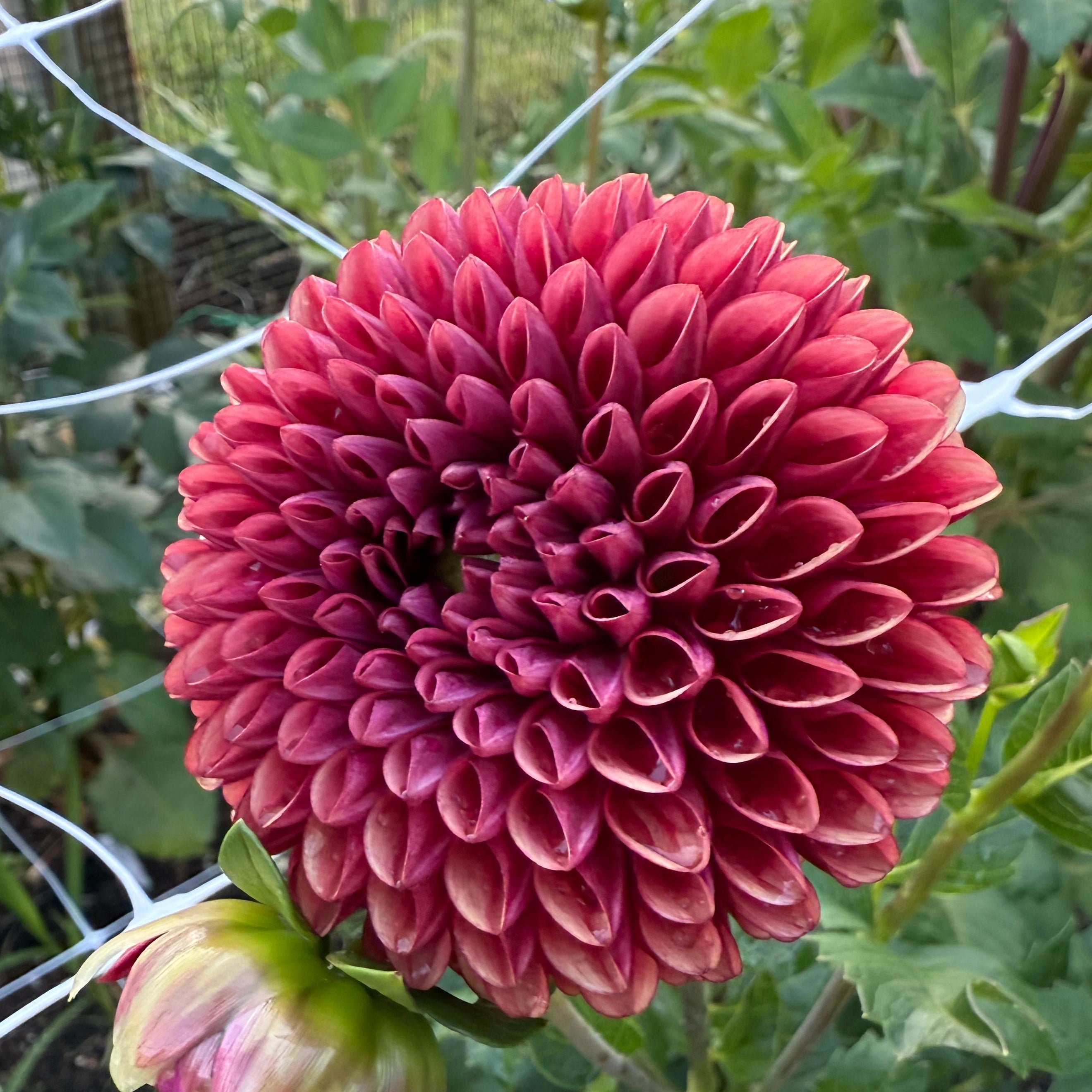 Copper Boy Dahlia Tuber