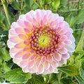Camano Zoe Dahlia Tuber