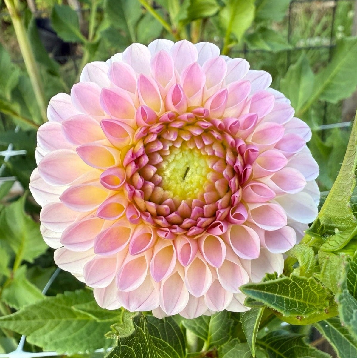 Camano Zoe Dahlia Tuber
