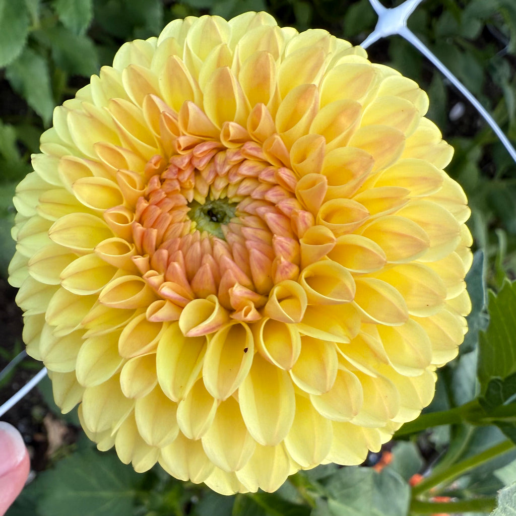 Hollyhill Golden Boy Dahlia Tuber