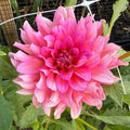 Excentric Dahlia Tuber