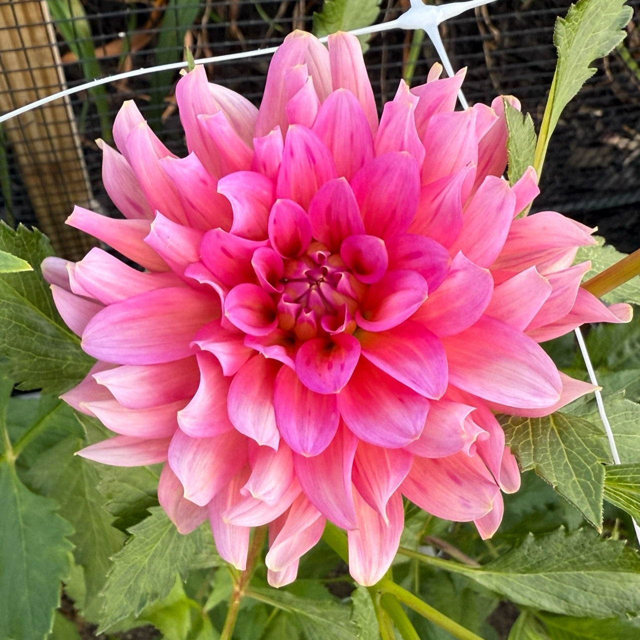 Excentric Dahlia Tuber