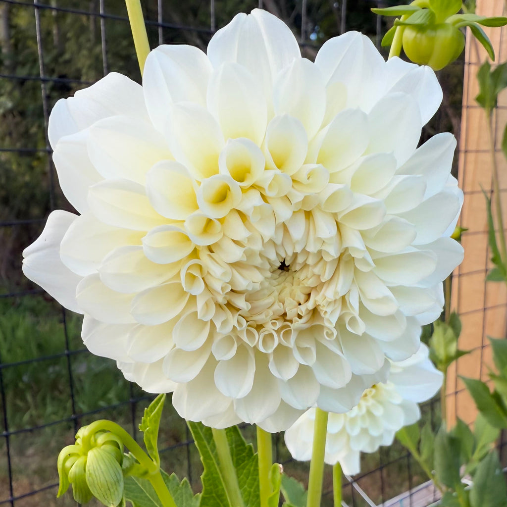 Irish Ruffles Dahlia Tuber