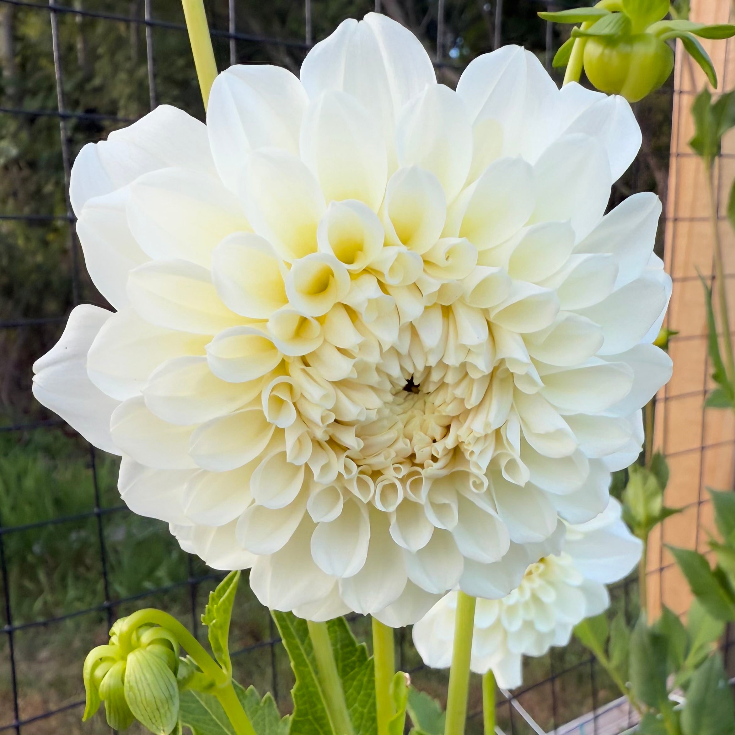 Irish Ruffles Dahlia Tuber