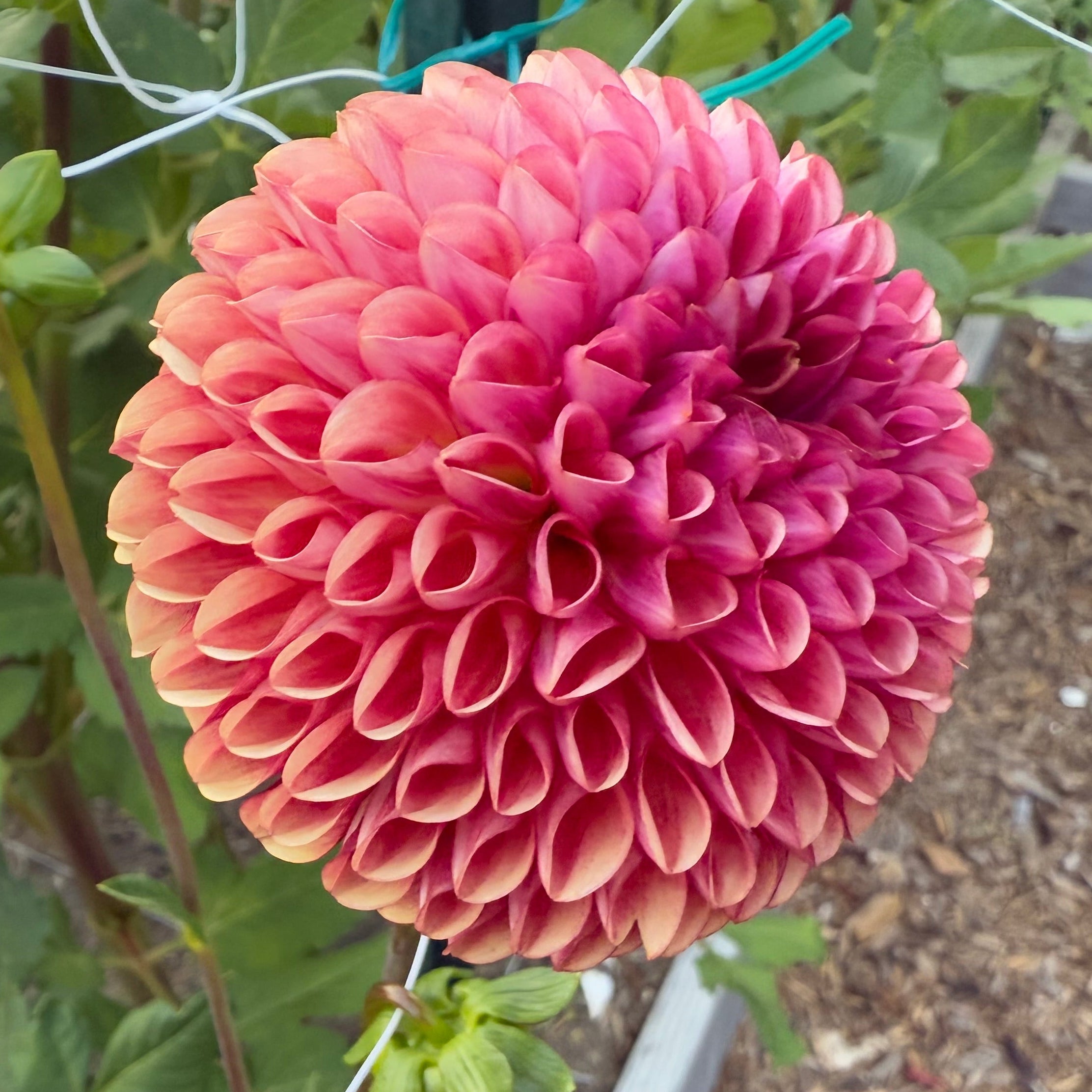 Copper Boy Dahlia Tuber