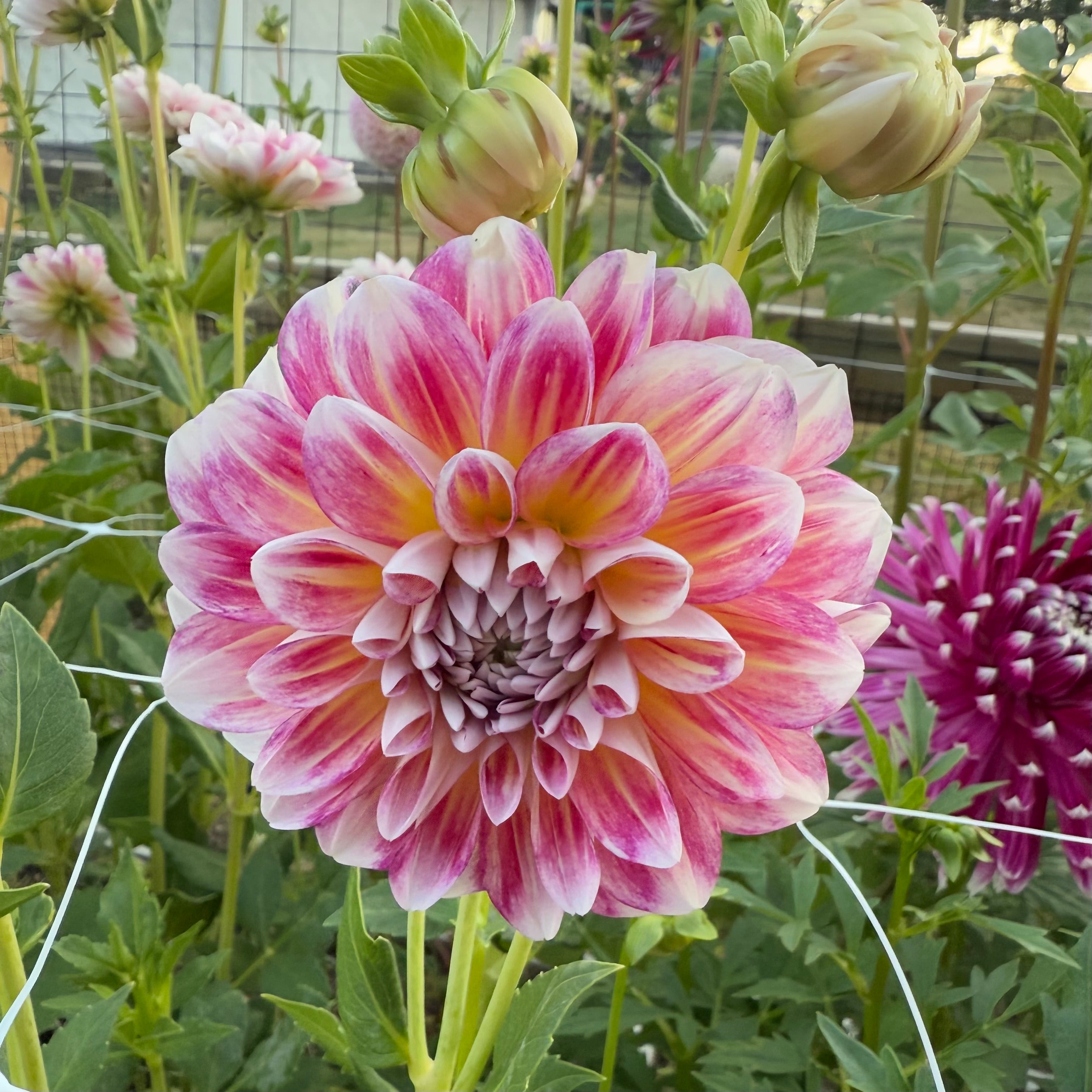 Hawaii Dahlia Tuber