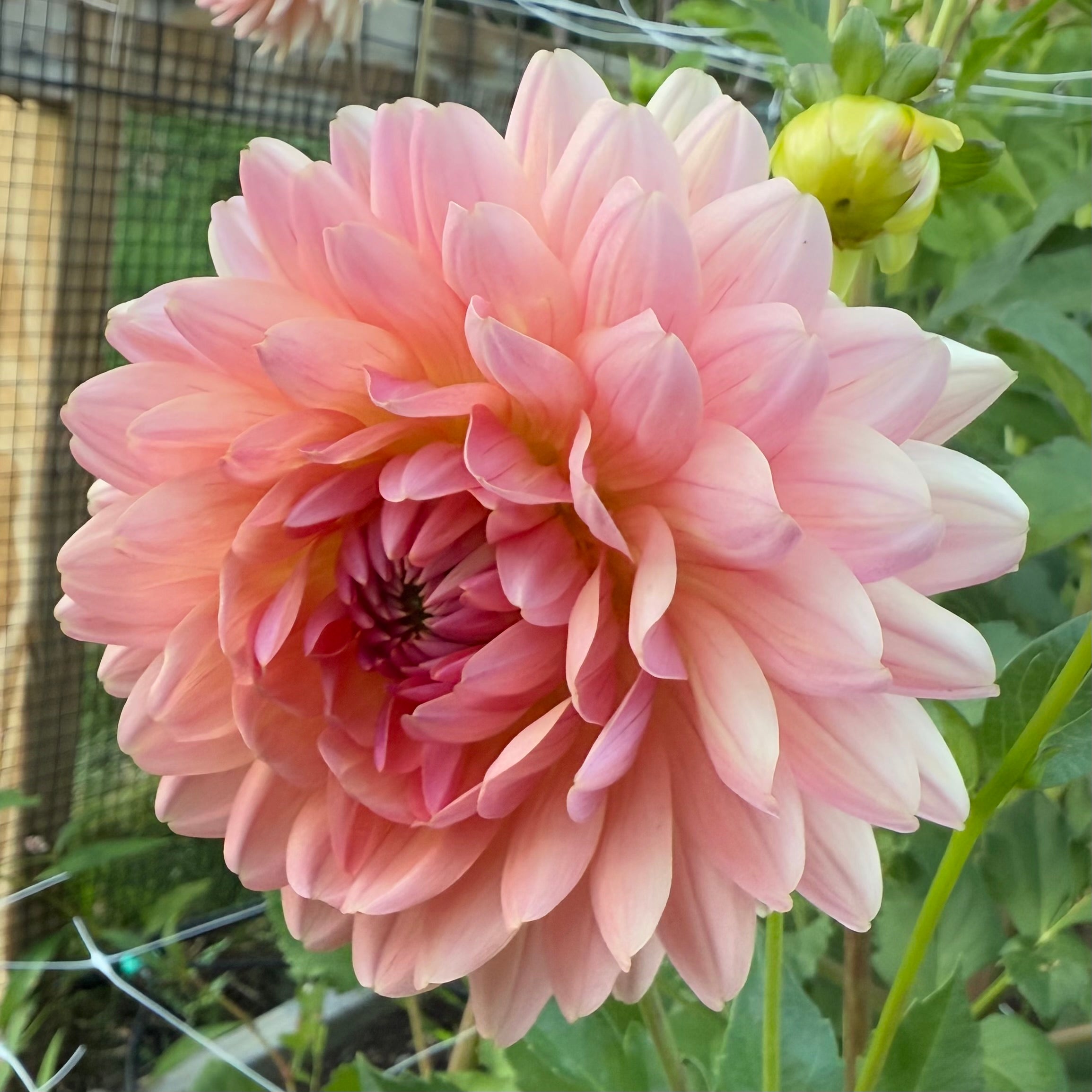 Fawn Dahlia Tuber