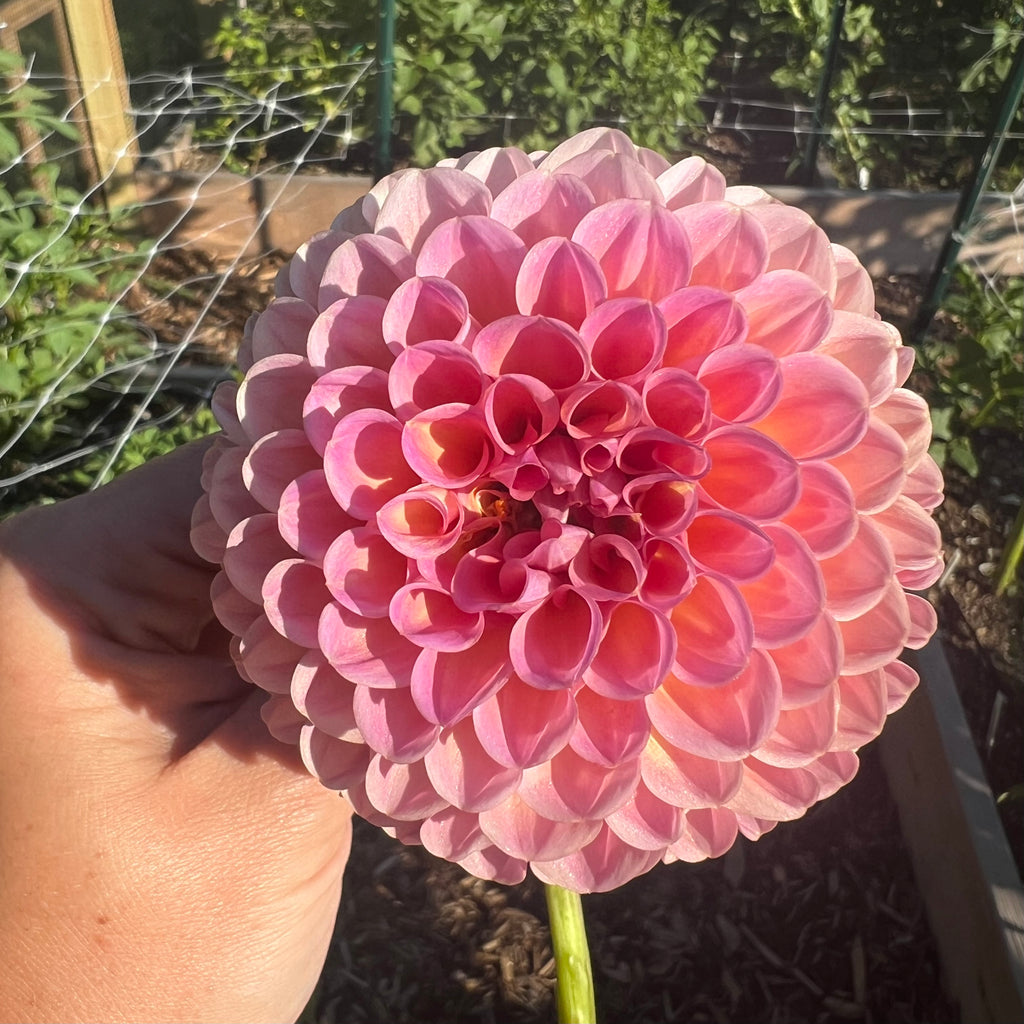 Jowey Paula Dahlia Tuber